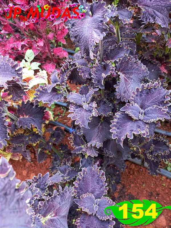 Coleus 154
