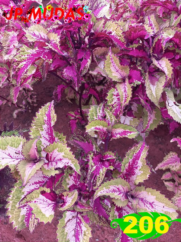 Coleus 206