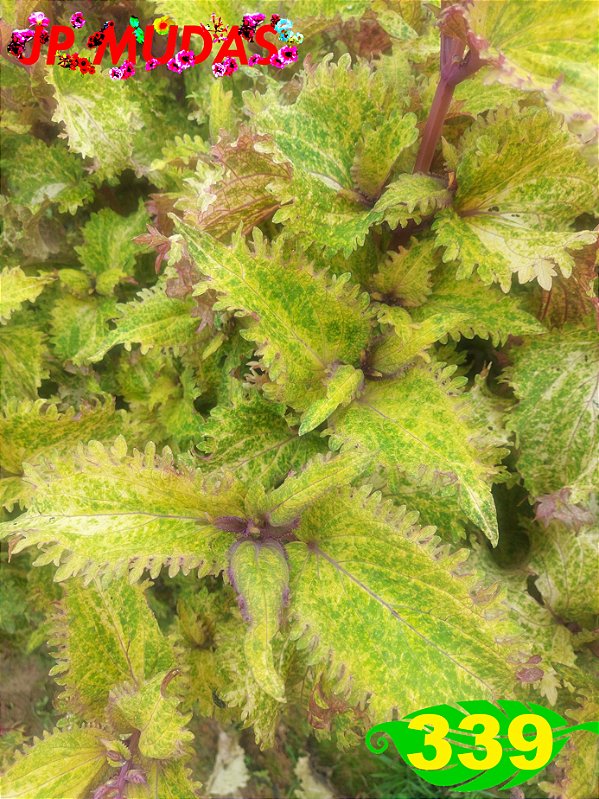 Coleus 339