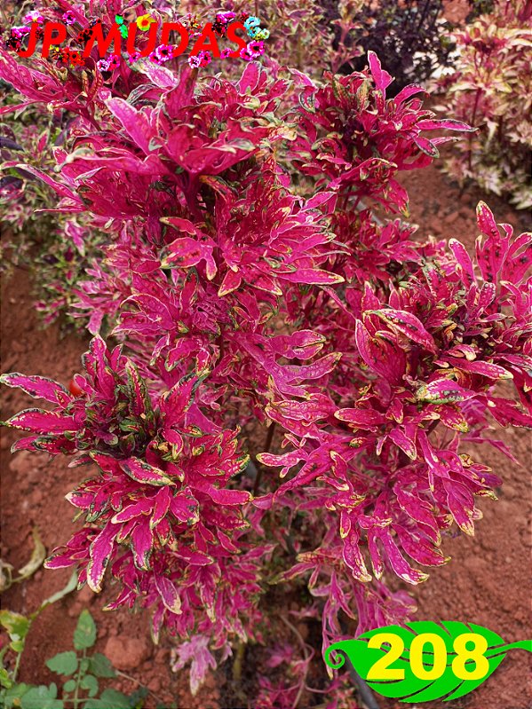 coleus 208