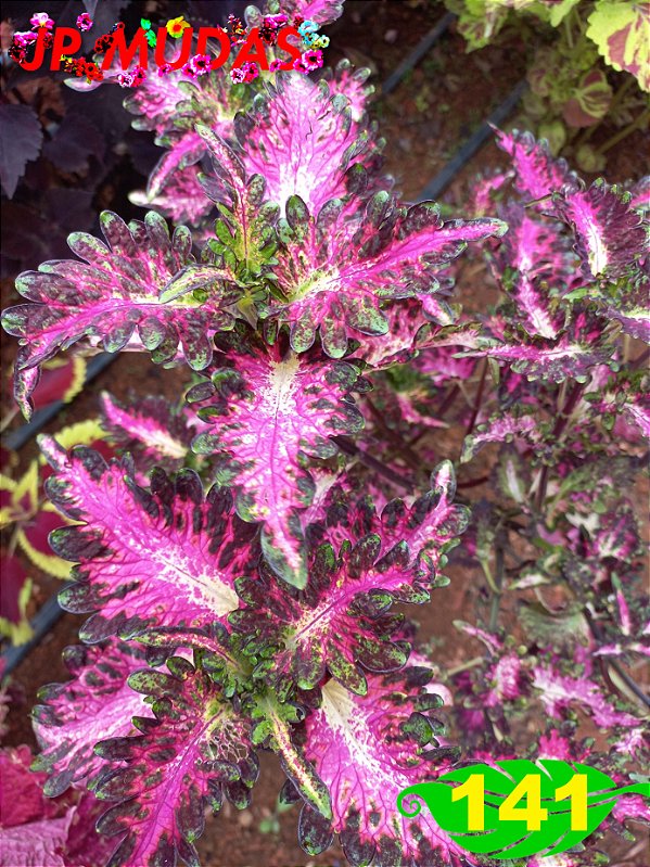 Coleus 141