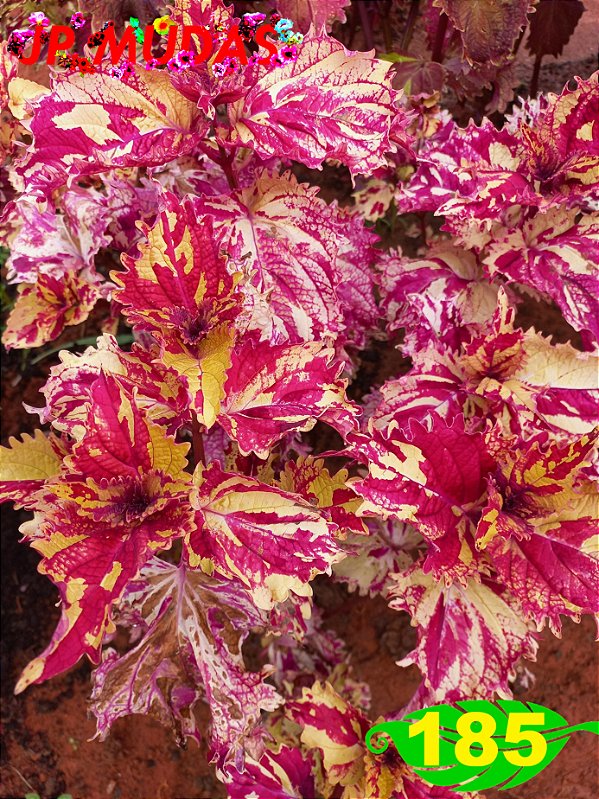 coleus 185