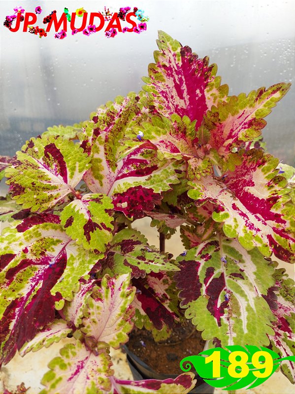 Coleus 189