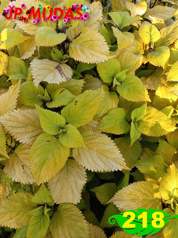 Coleus 218