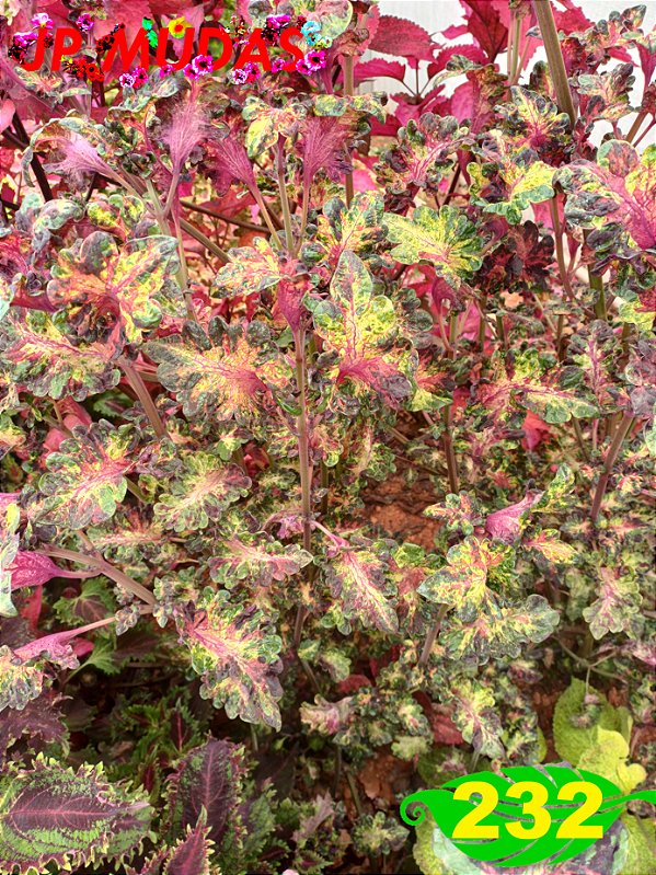 Coleus 232