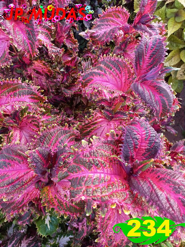 Coleus 234