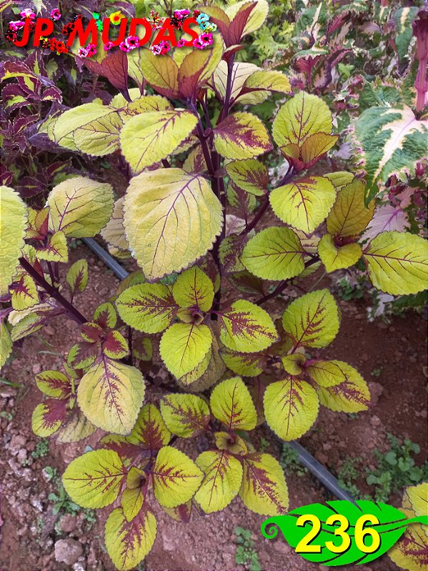 Coleus 236