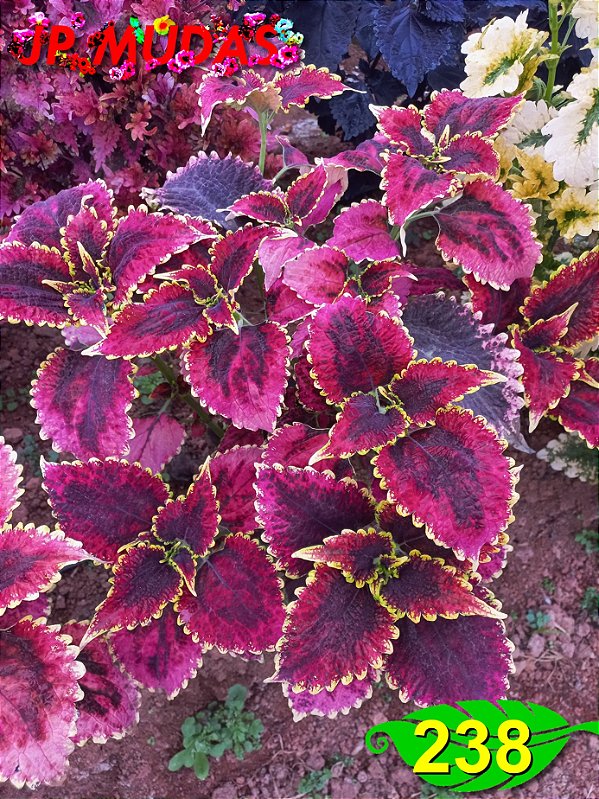 Coleus 238