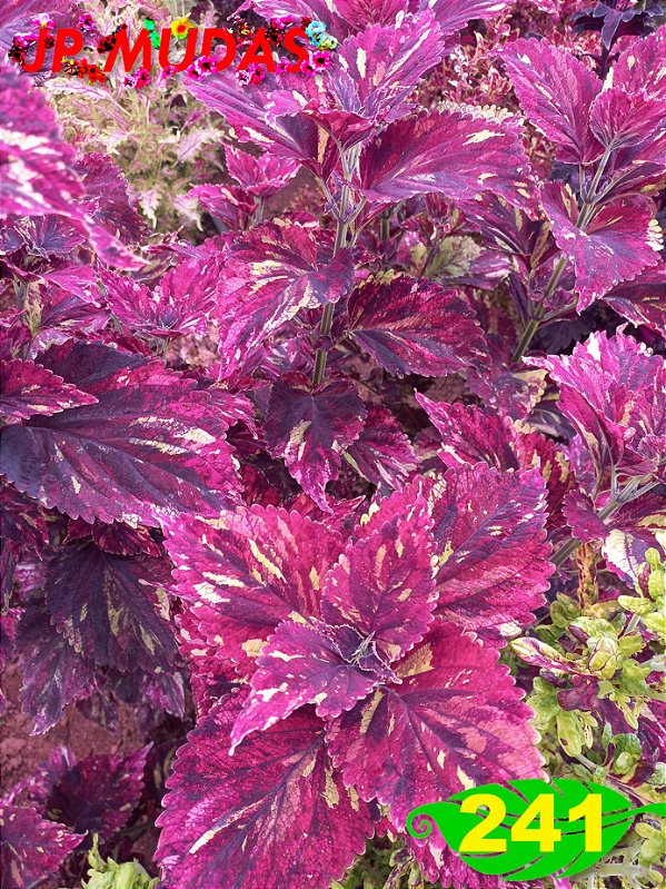 Coleus 241