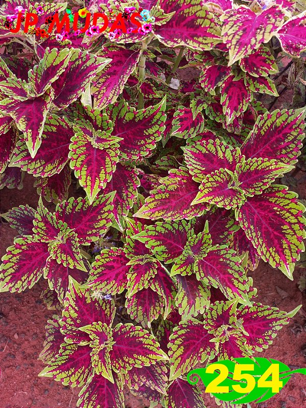 coleus 254