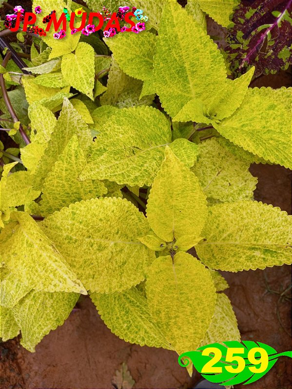 coleus 259