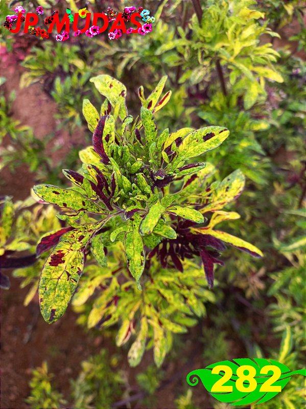 coleus 282