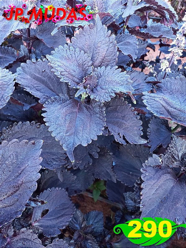 coleus 290