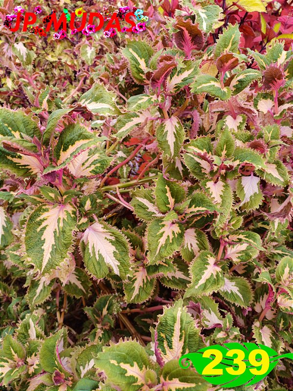 Coleus 239