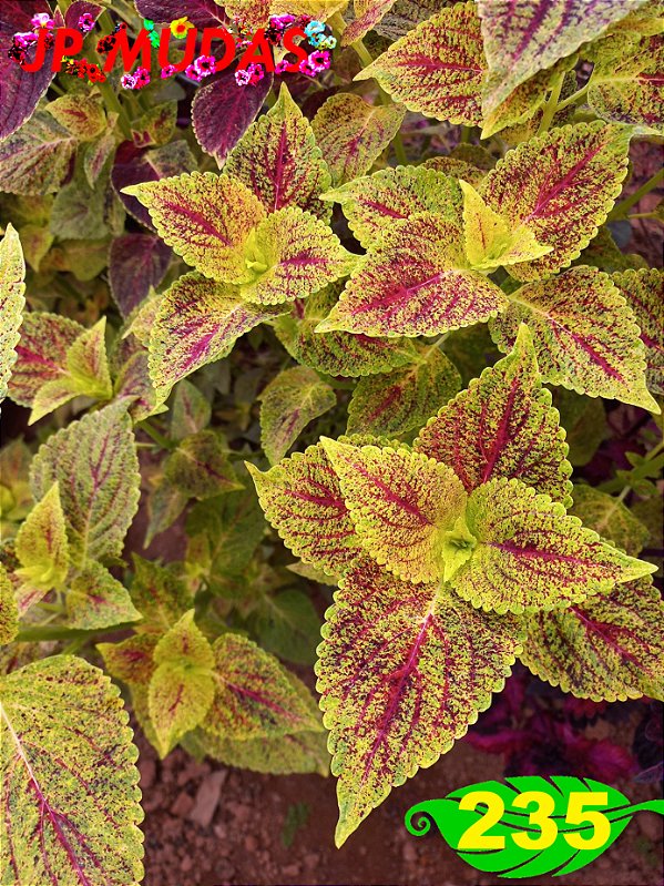 Coleus 235