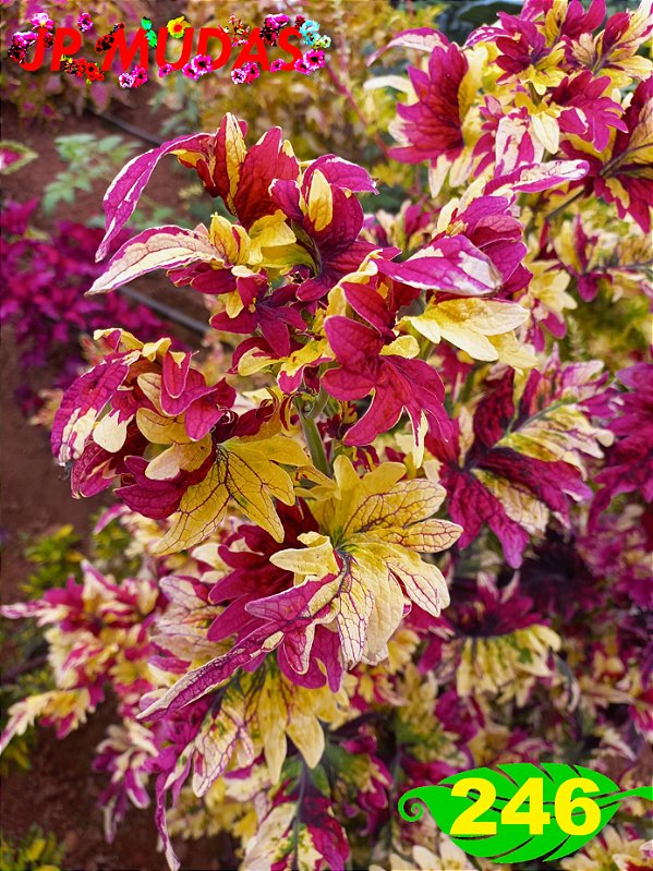 Coleus 246