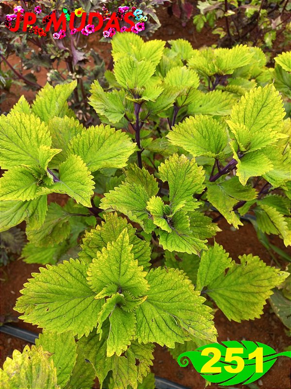 Coleus 251