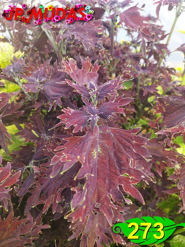 Coleus 273
