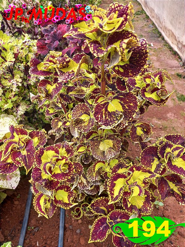 Coleus 194