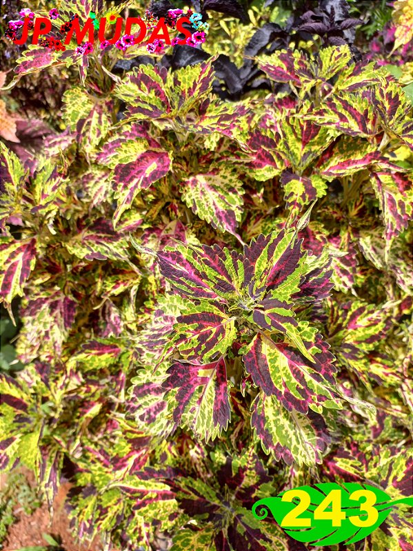 Coleus 243