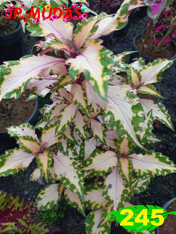 Coleus 245