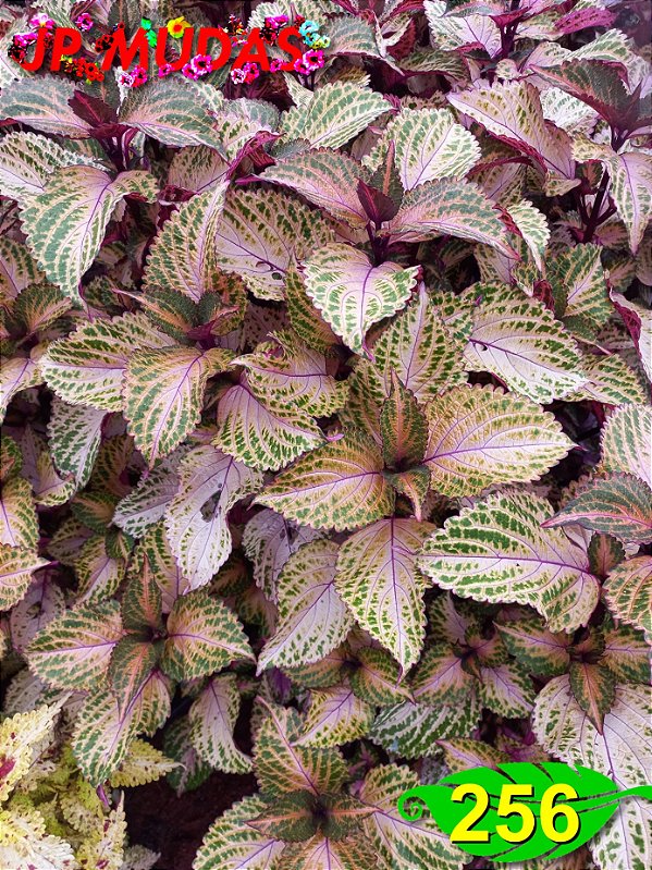 Coleus 256
