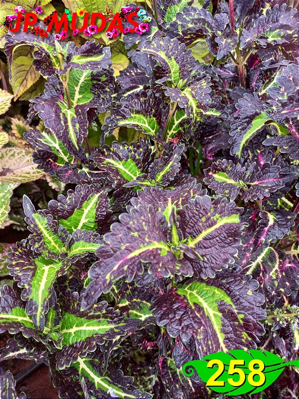 Coleus 258