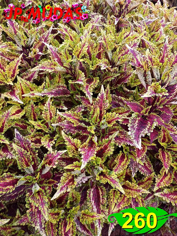 Coleus 260