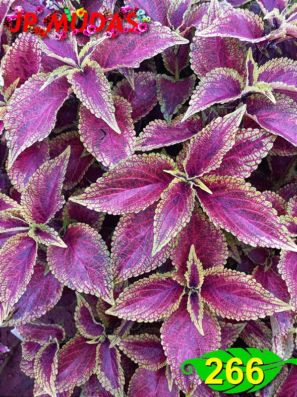 Coleus 266