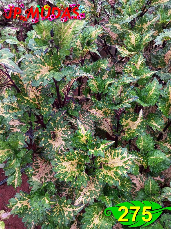 Coleus 275