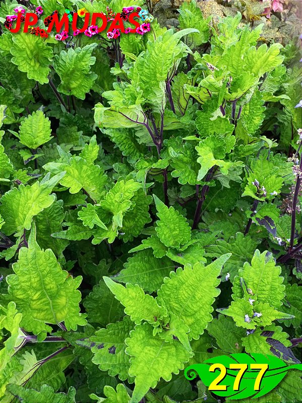Coleus 277