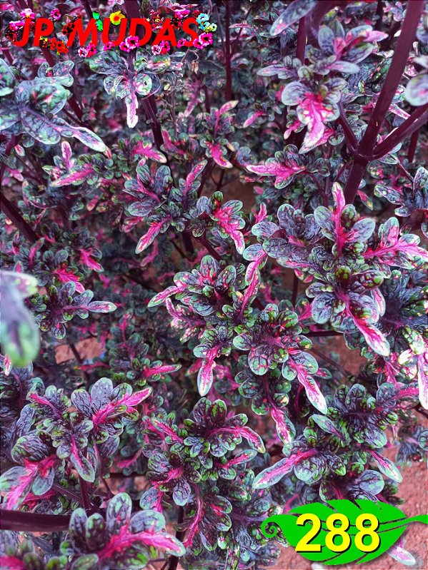 Coleus 288