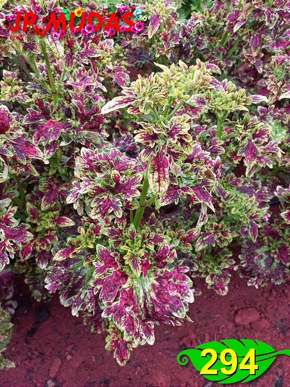 Coleus 294