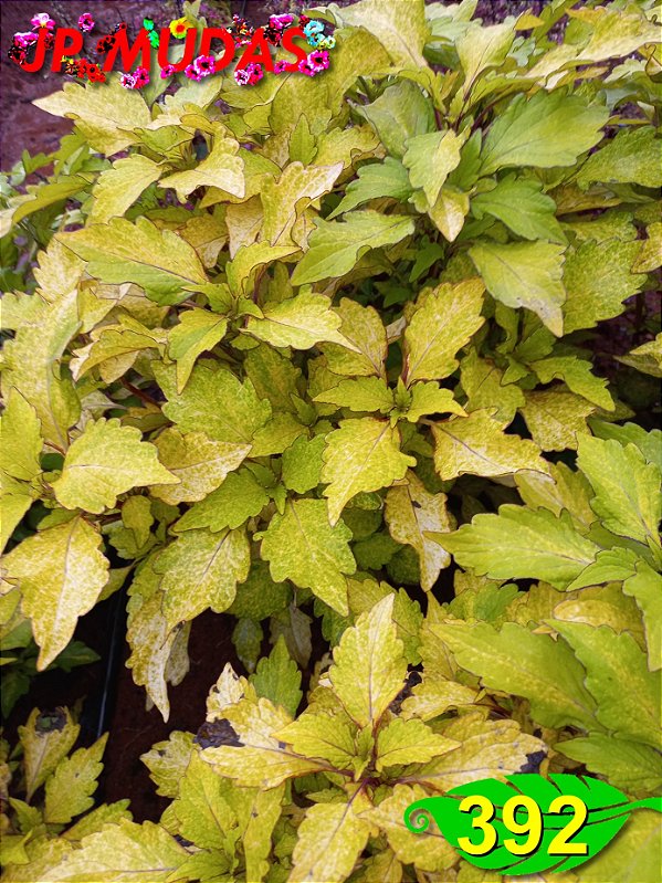 Coleus 392