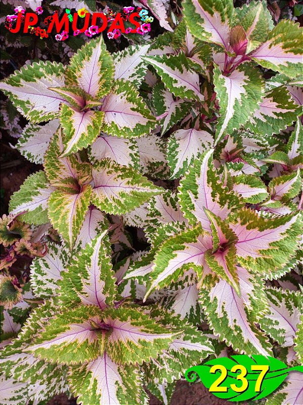 Coleus 237
