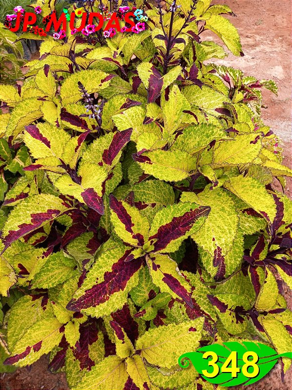 Coleus 348