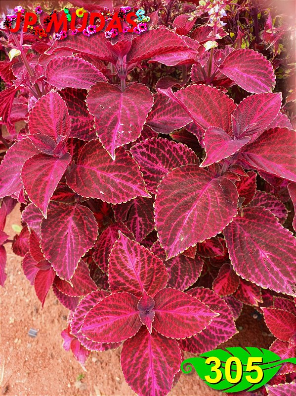Coleus 305