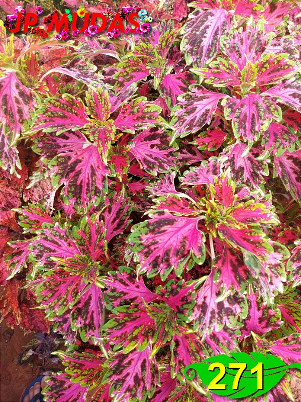 Coleus 271