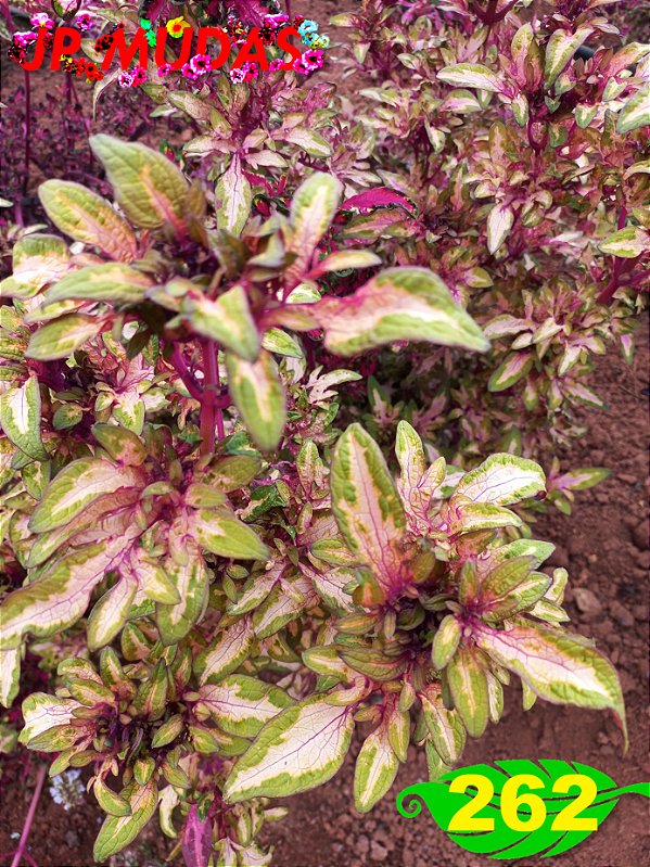 Coleus 262