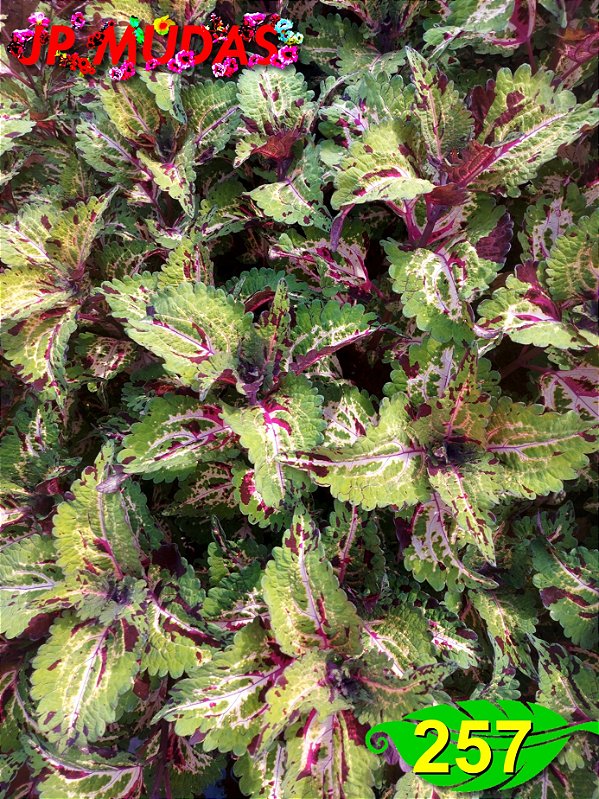 Coleus 257