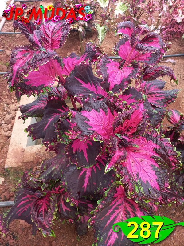 coleus 287