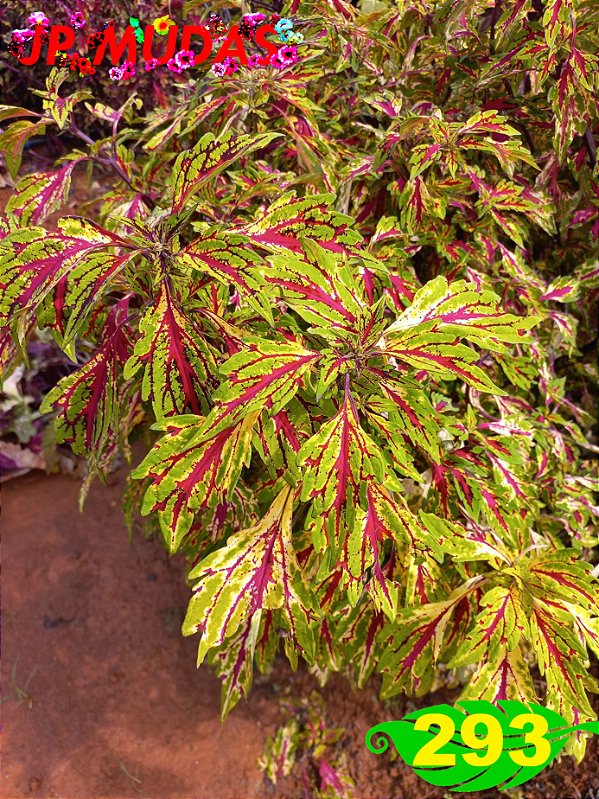 Coleus 293