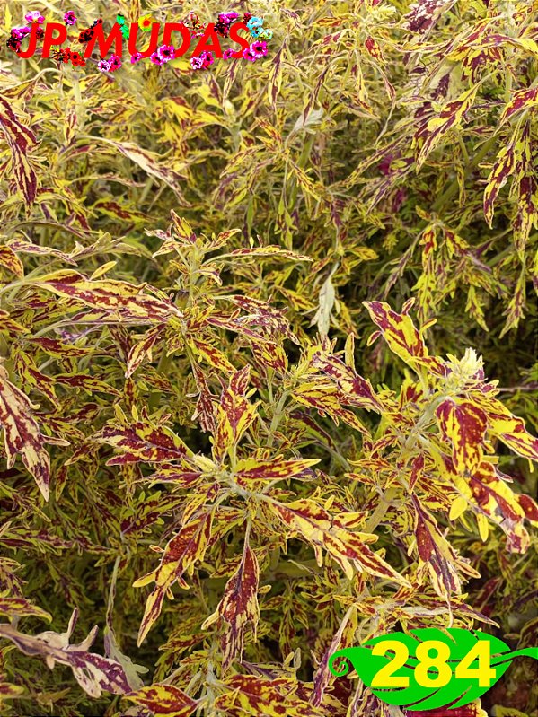 Coleus 284