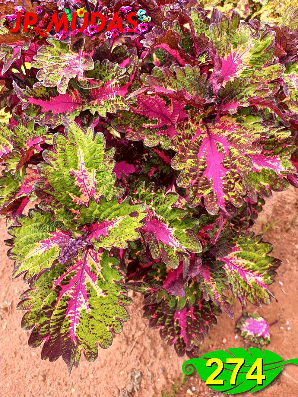 Coleus 274