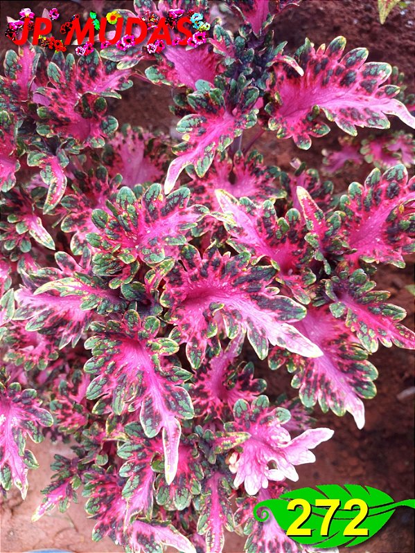 Coleus 272