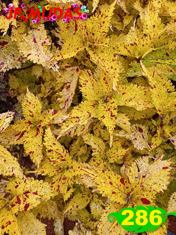 Coleus 286