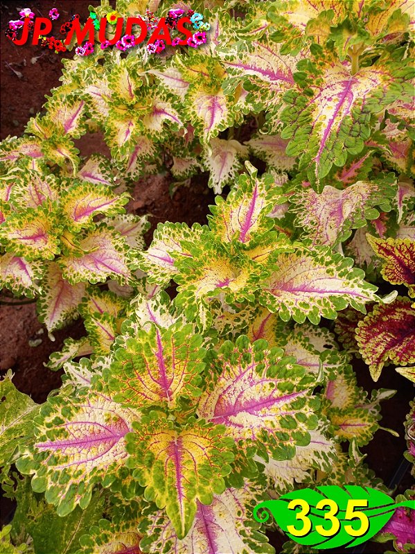 coleus 335