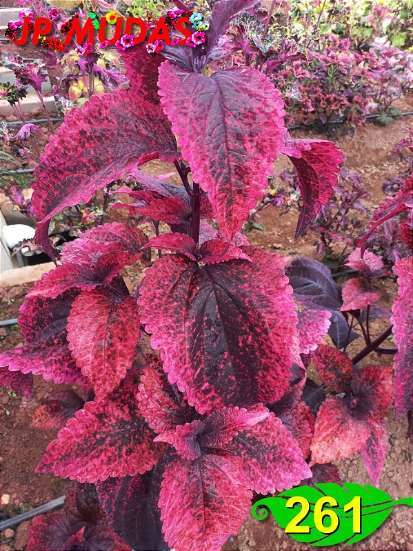 Coleus 261