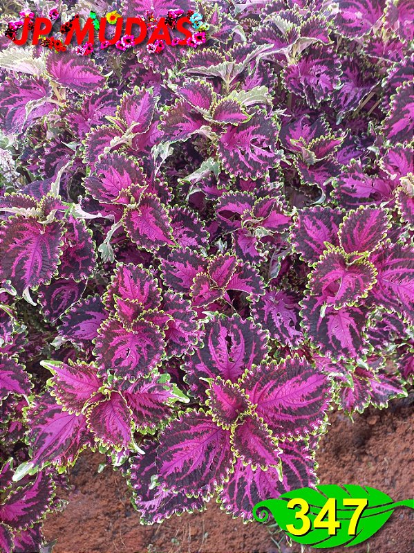 Coleus 347