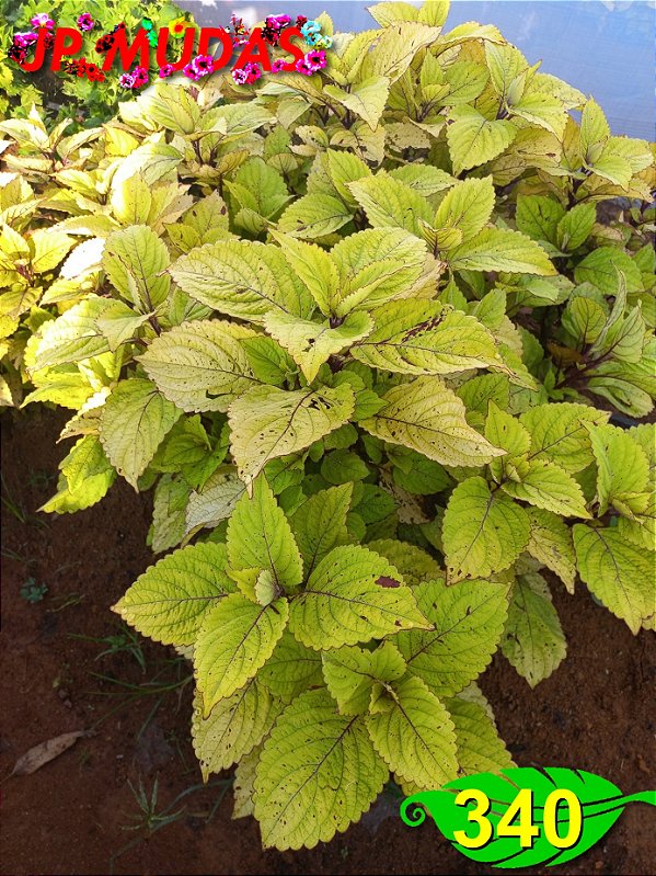 Coleus 340